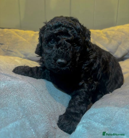 Cockapoo dogs - Advert 2