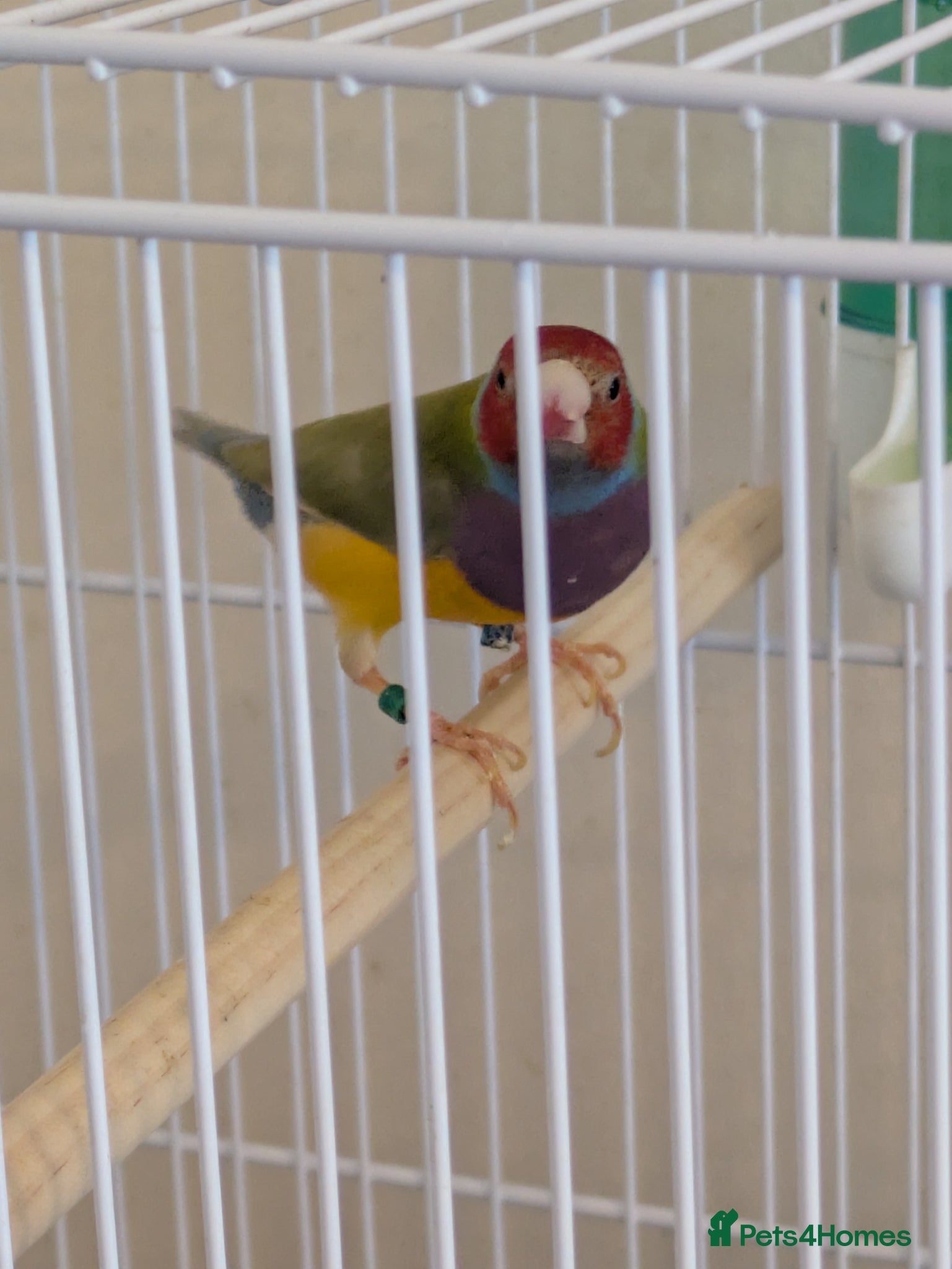 Finches birds Gouldian finch male - Advert 12
