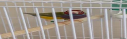 Finches birds for sale: Gouldian finch male - Advert 1