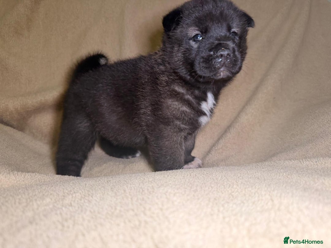 Akita dogs for sale: 7 beautiful American Akita Puppies - Advert 8
