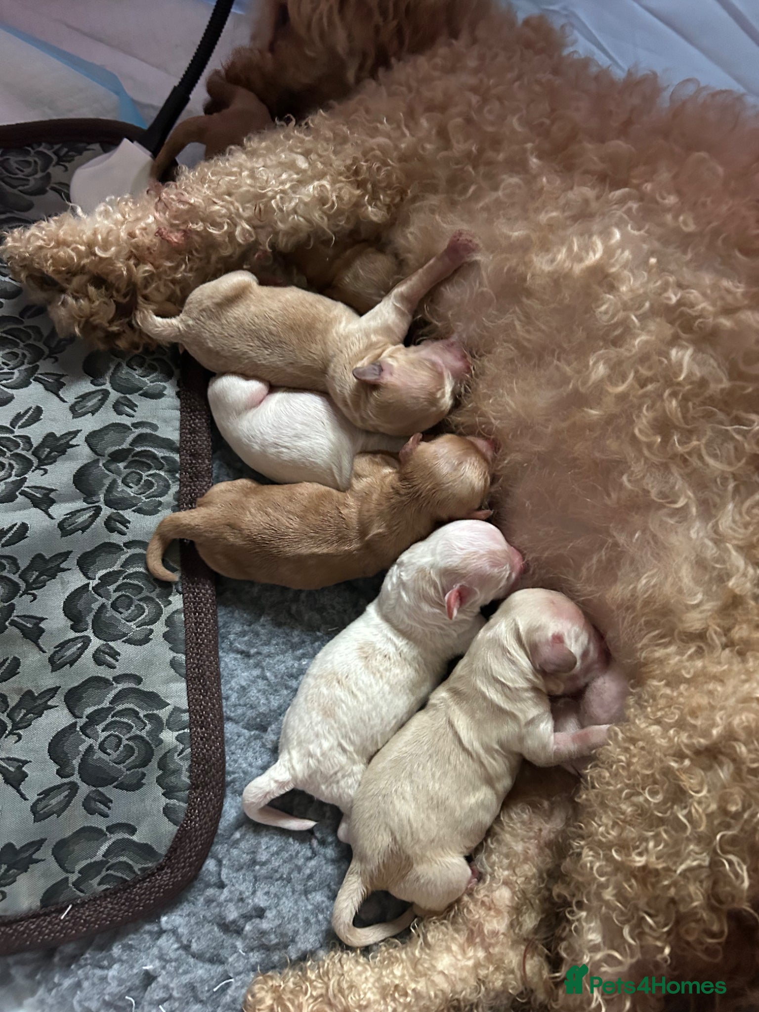 Cavapoo dogs Beautiful health tested cavapoos  - Advert 1