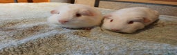 Guinea Pig rodents for sale: Pet female guinea pigs - Advert 1