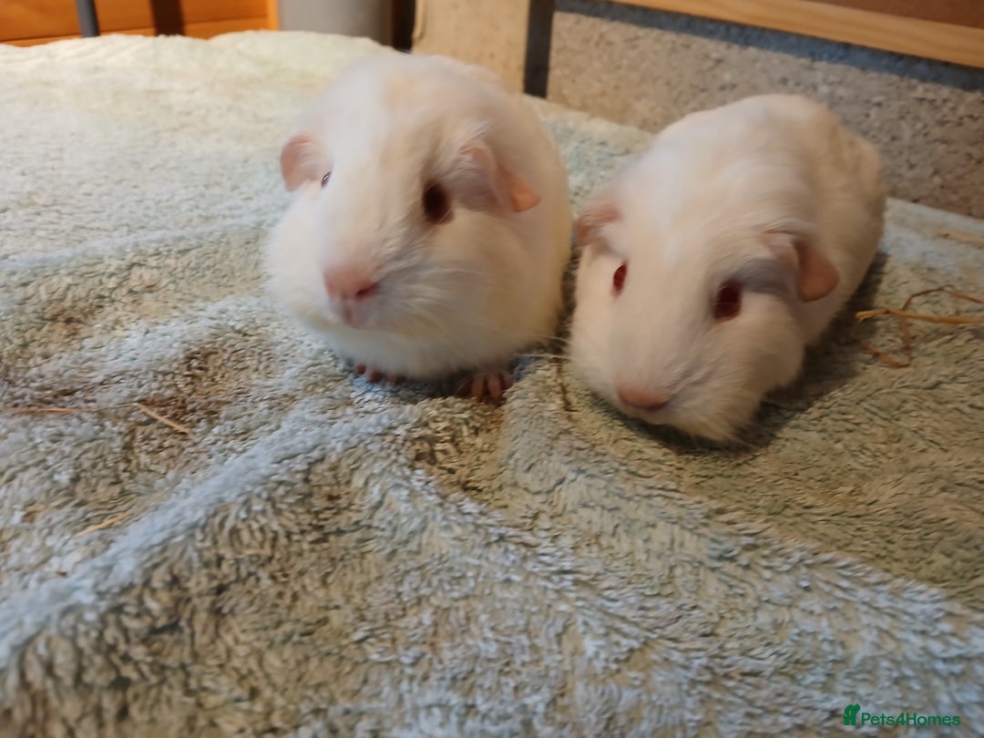 Guinea Pig rodents for sale: Pet female guinea pigs - Advert 1