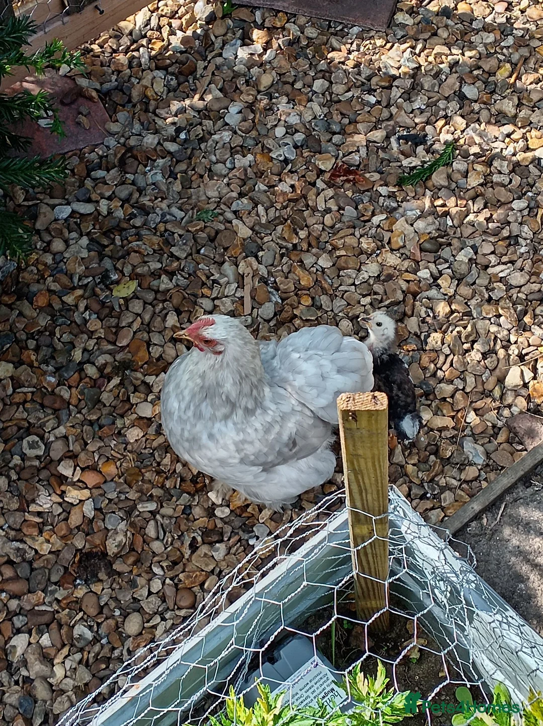 Chickens poultry for sale: x5 Unsexed Pekin Chicks - Advert 5