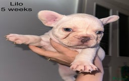 French Bulldog dogs for sale: KC registered French Bulldog puppies. READY 31/8 - Image 19