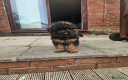 German Shepherd dogs for sale: 2 Chunky GSD boys looking for forever home  - Image 4