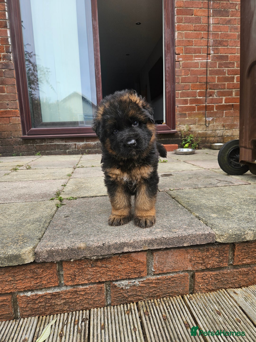 German Shepherd dogs for sale: 2 Chunky GSD boys looking for forever home  - Image 4