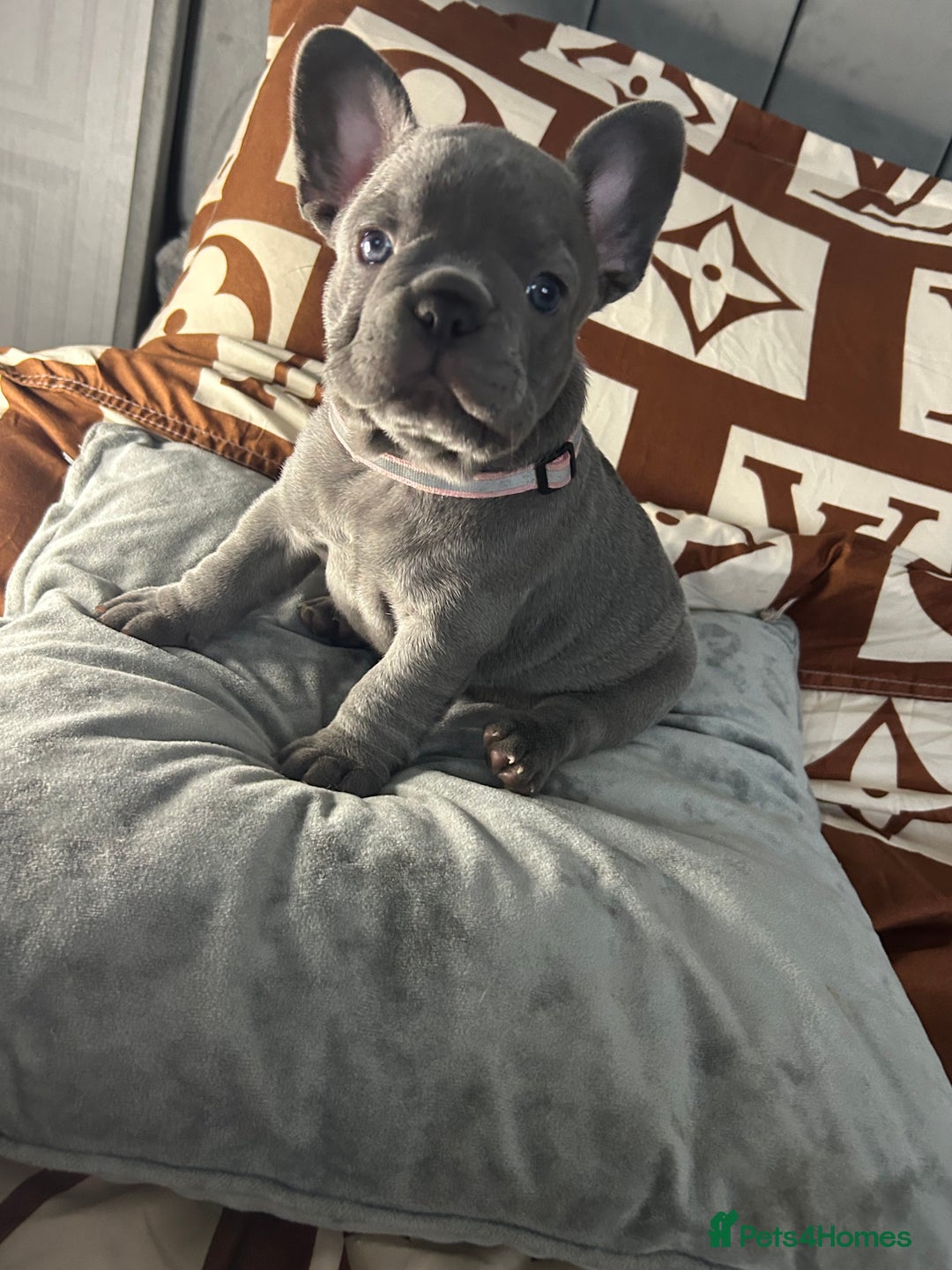 French Bulldog dogs for sale: French bulldog pups  - Image 4