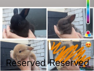 Mini Lion Lop rabbits - Advert 11