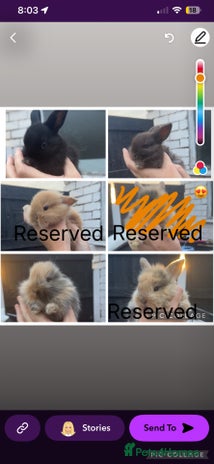 Mini Lion Lop rabbits - Advert 9