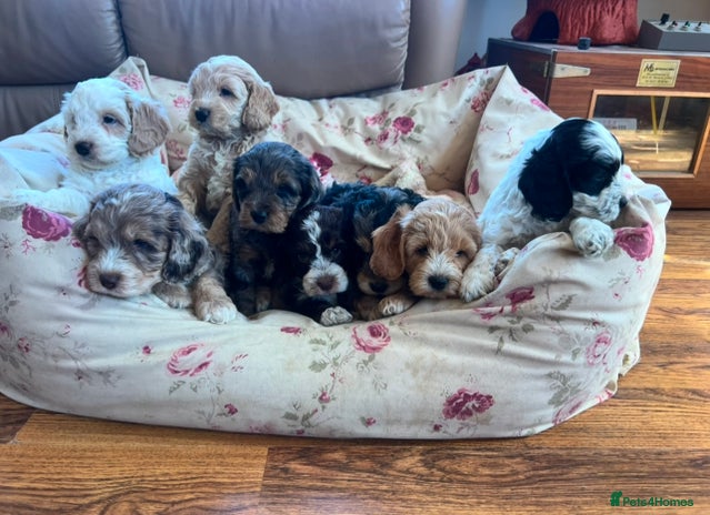 Cockapoo dogs - Advert 1