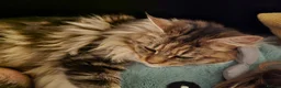 Maine Coon cats for sale: Retired queen black (golden) brown tabby bicolor - Advert 3