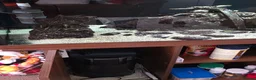 Plecos fish for sale: Pleco plus full set up tank in Birmingham - Advert 7