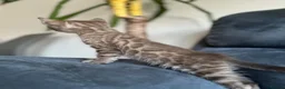 Bengal cats for sale: Bengal Kitten For Sale (Ready to go - Last One) - Advert 16
