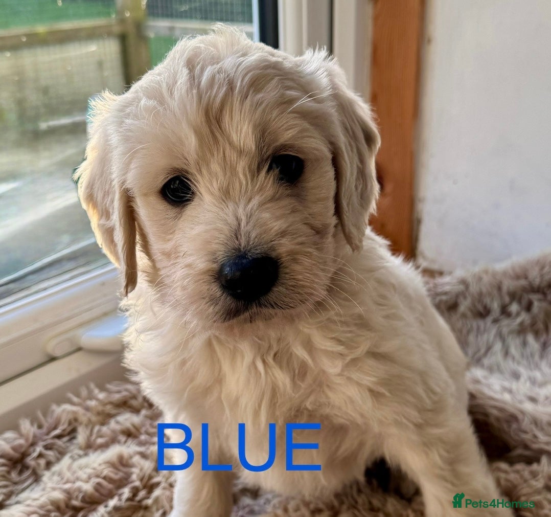 Goldendoodle dogs 💛F1 Goldendoodle. Part trained!!💛 - Advert 1