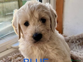 Goldendoodle dogs 💛F1 Goldendoodle. New photos!!💛 - Advert 5