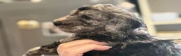 Cockapoo dogs for sale: Beautiful blue eyed cockapoo puppies in Maidstone - Advert 3