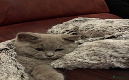 British Shorthair cats for sale: British short hair - lilac - 12 weeks old  - Image 2