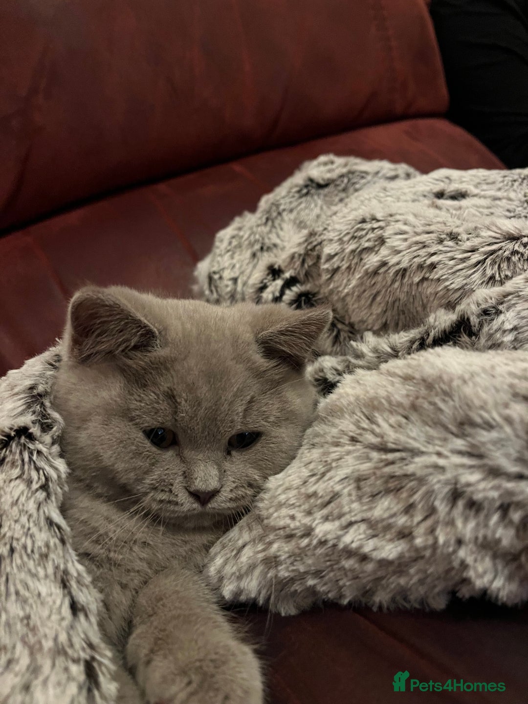 British Shorthair cats for sale: British short hair - lilac - 12 weeks old  - Image 2