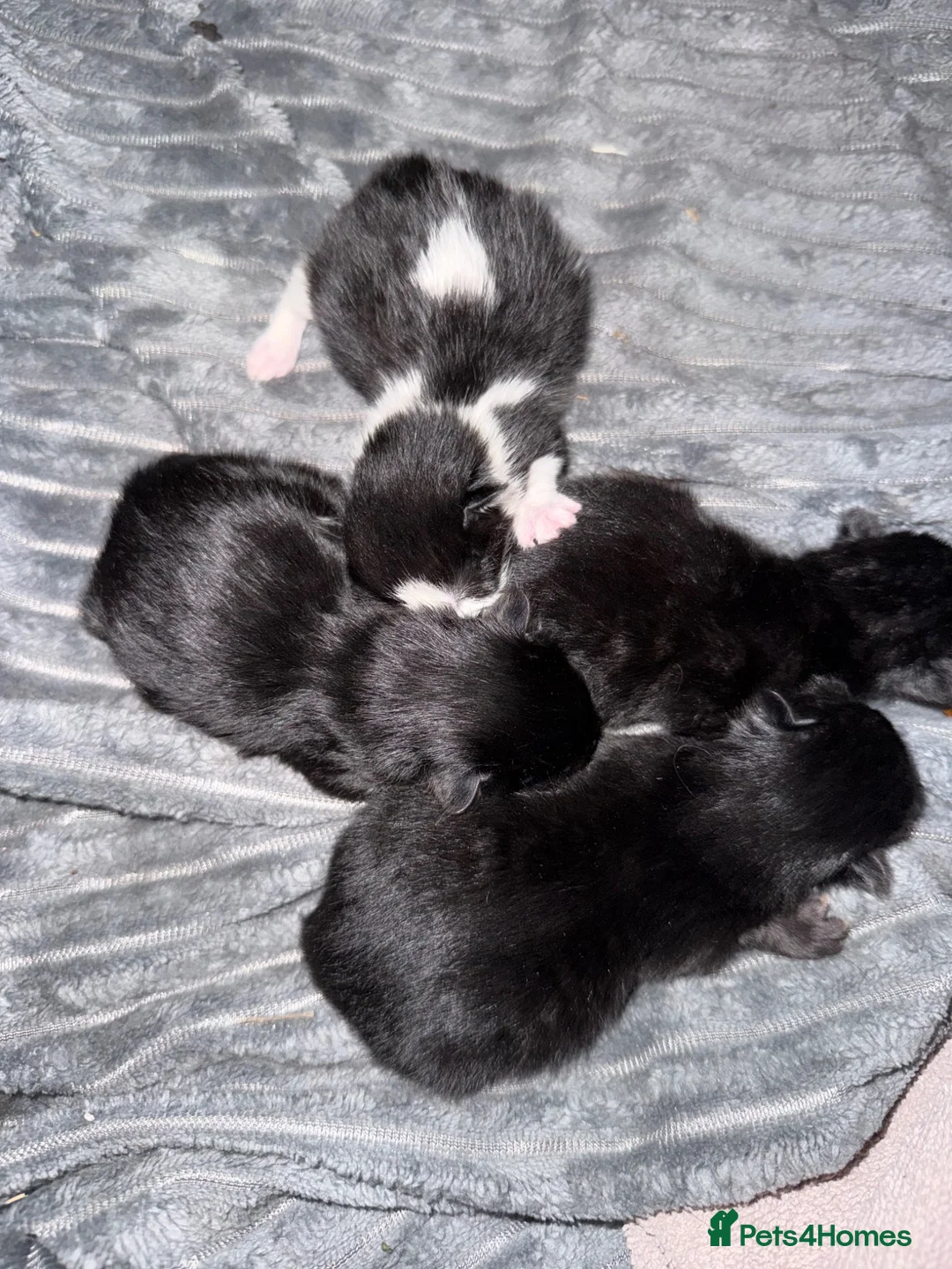 Mixed Breed cats for sale: Kittens ready now - Advert 1