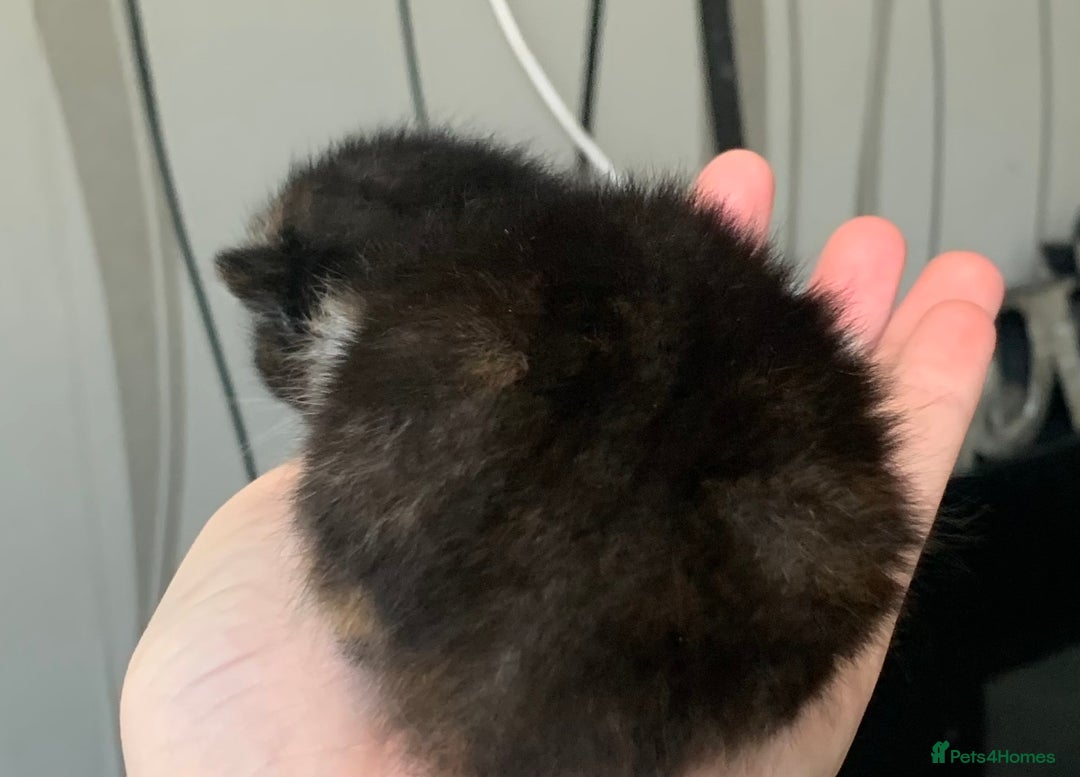 Mixed Breed cats for sale: Mixed litter of beautiful kittens  - Advert 16