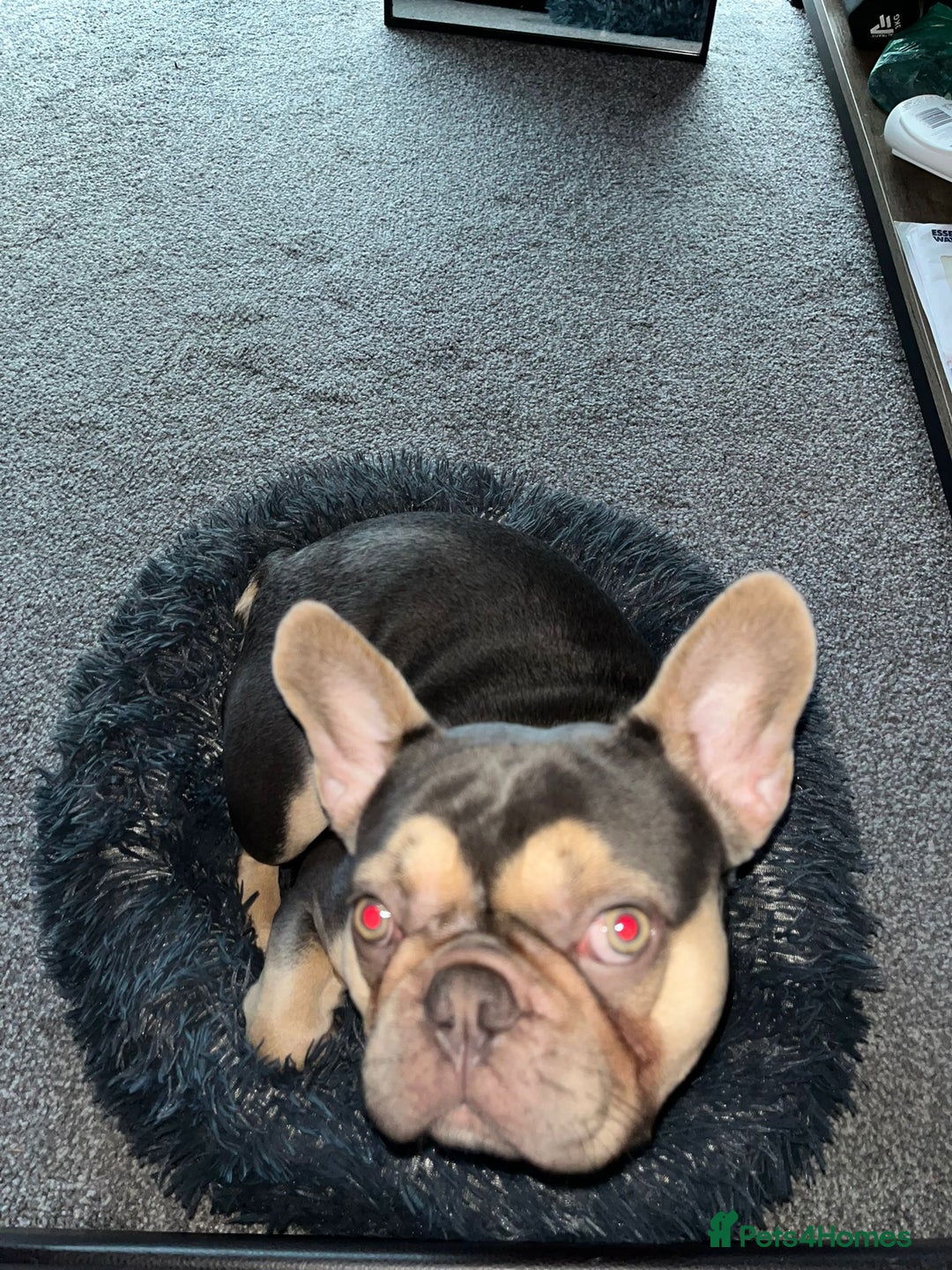 French Bulldog dogs for sale: Pedigree French bulldog. - Advert 2