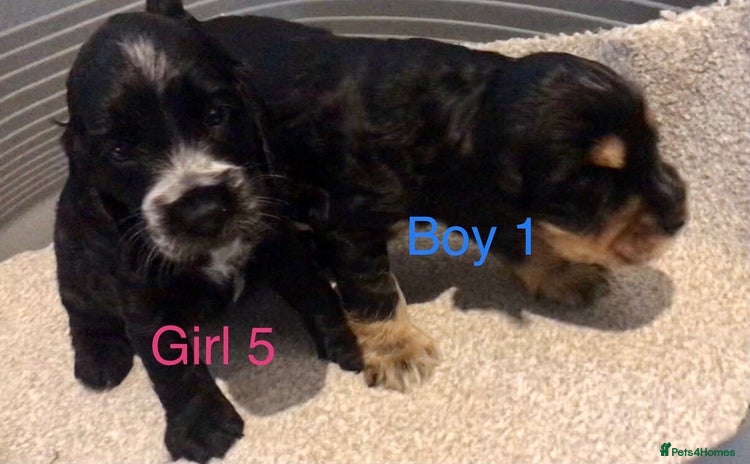 Cocker Spaniel dogs Kc show extensive health tests beautiful colours - Advert 2