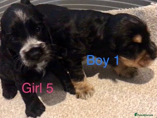 Cocker Spaniel dogs Kc show extensive health tests beautiful colours - Advert 3