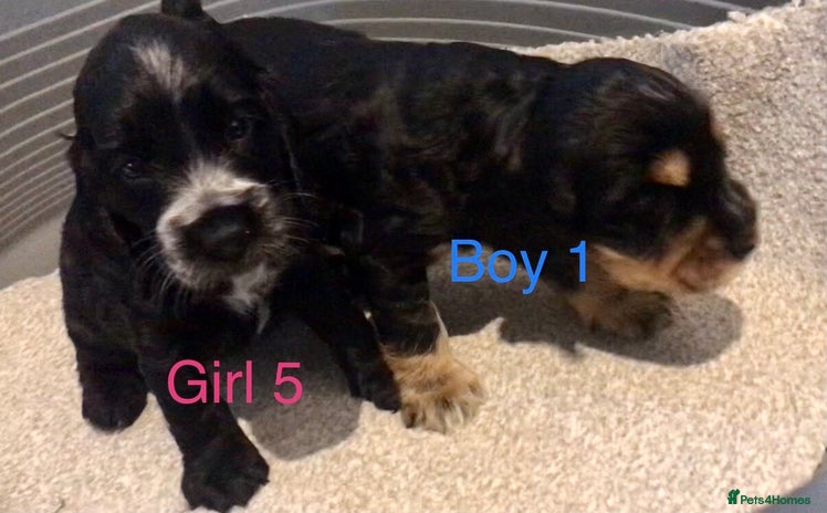 Cocker Spaniel dogs Kc show extensive health tests beautiful colours - Advert 2