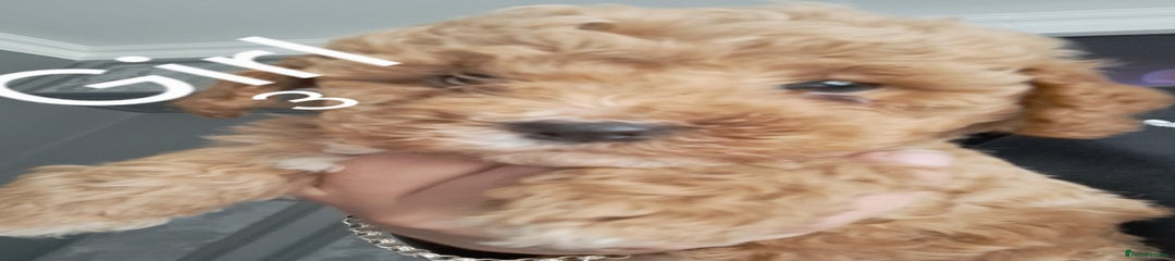 Cockapoo Puppy 3
