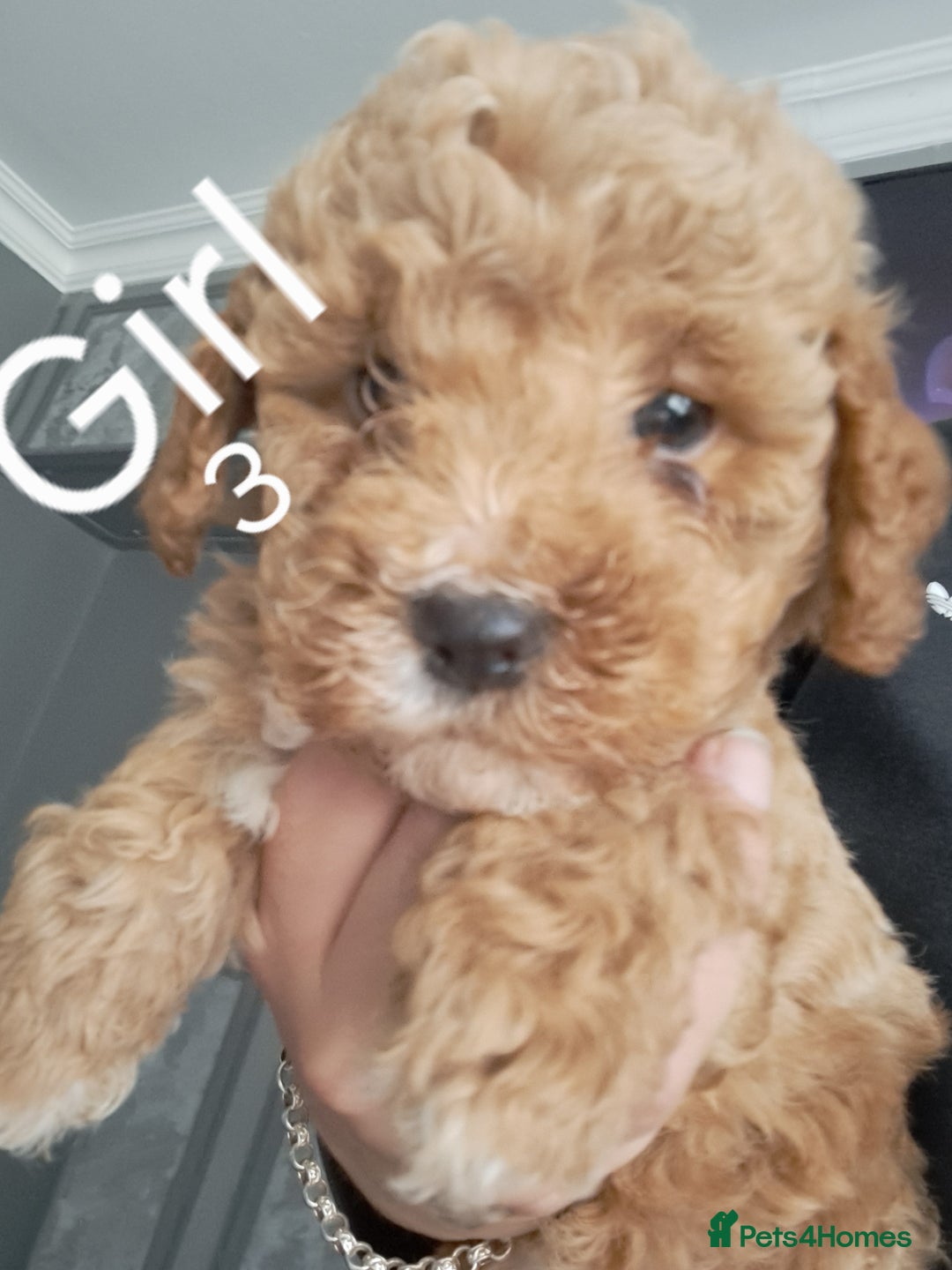 Cockapoo dogs for sale: Beautiful toy cockapoos - Image 4