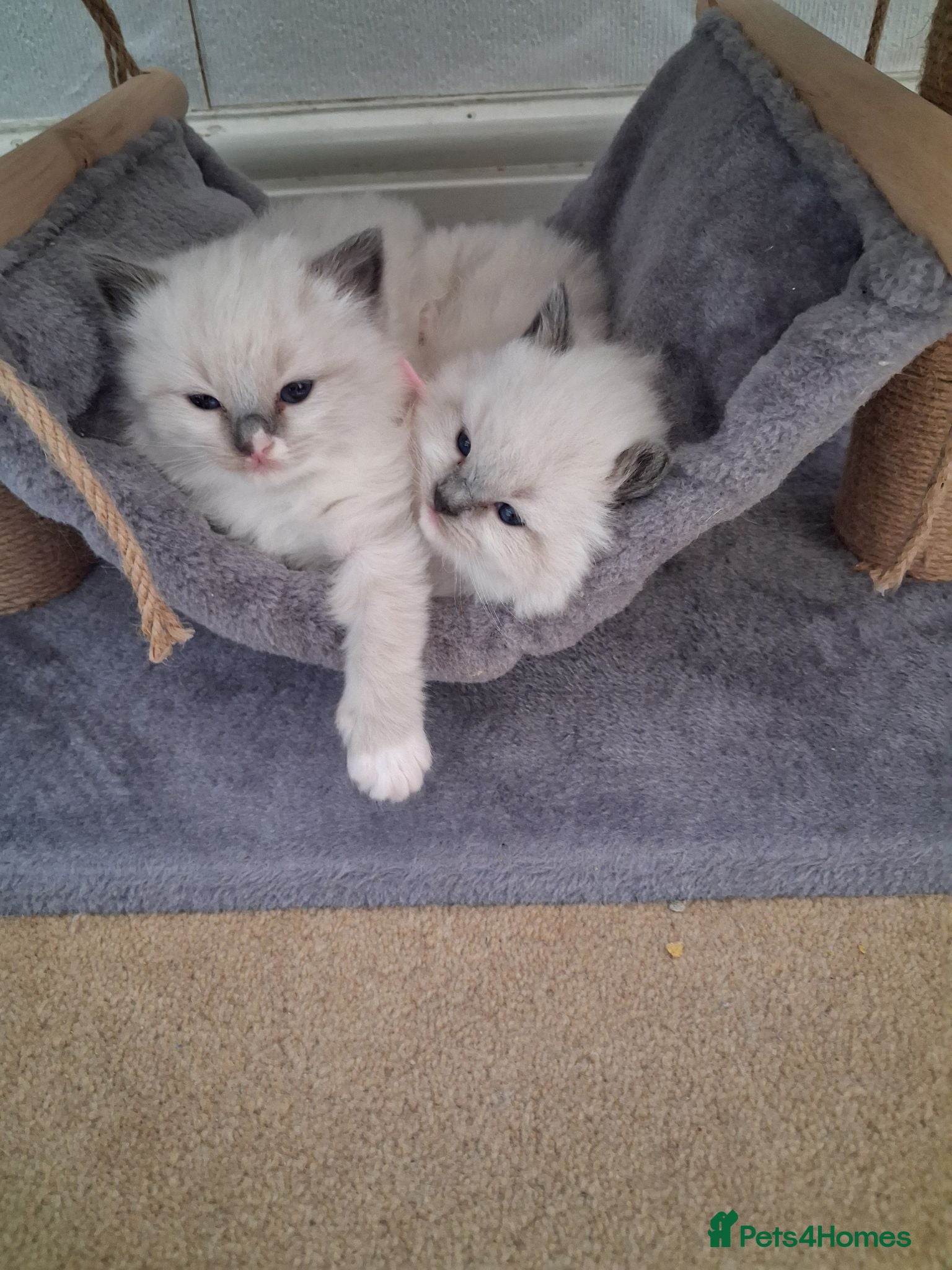 Ragdoll cats Pedigree Ragdoll Kittens - 4 weeks old  - Advert 15