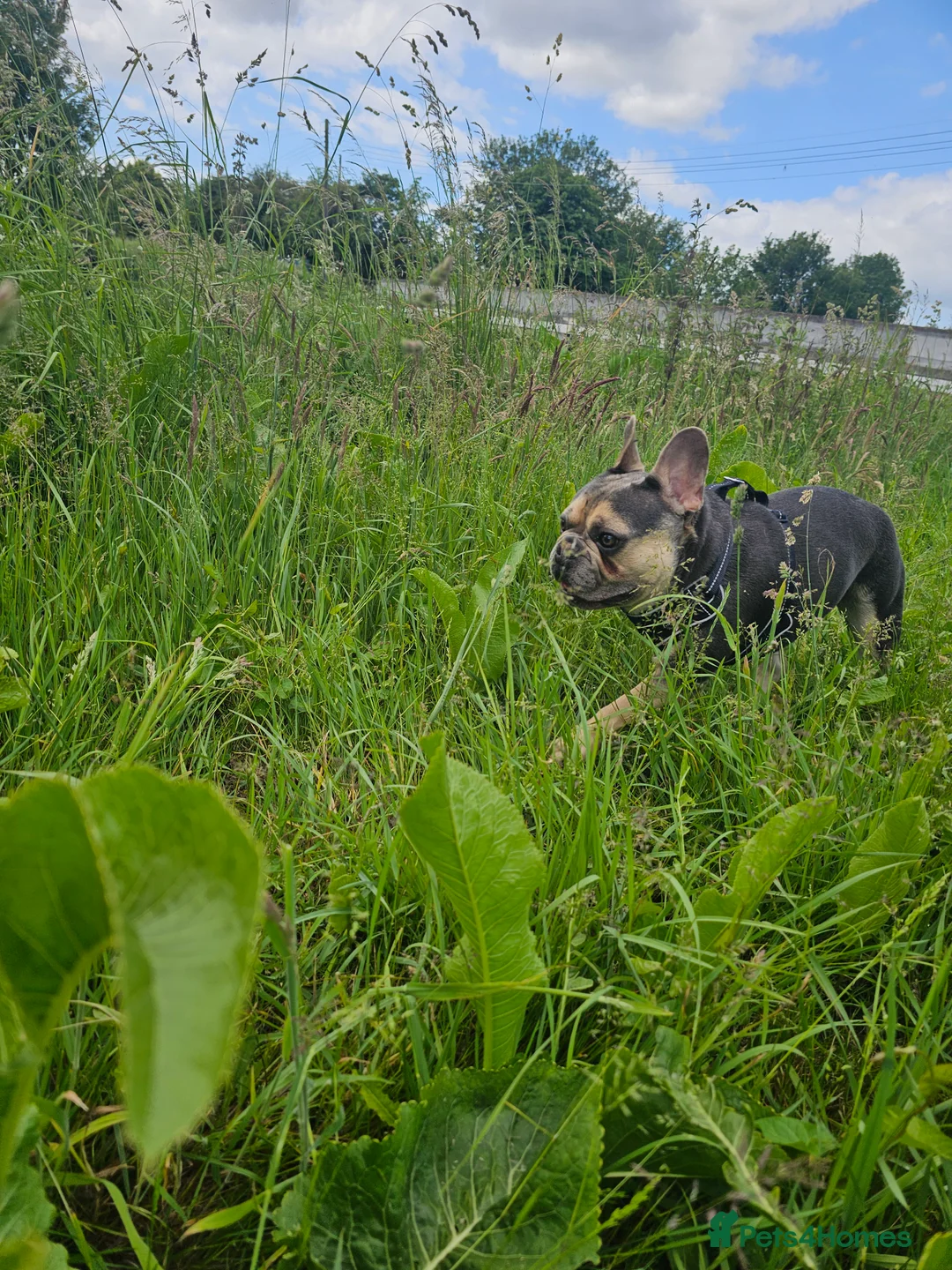 French Bulldog dogs for sale: French bulldog for sale  - Advert 4