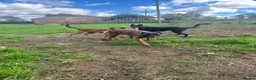 Mixed Breed dogs for sale: Belgian Malinois bitch+ mali cross pups in York - Advert 5