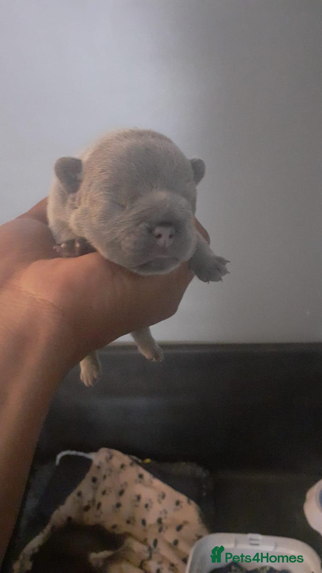 French Bulldog dogs for sale: beautiful frenchies - Image 36