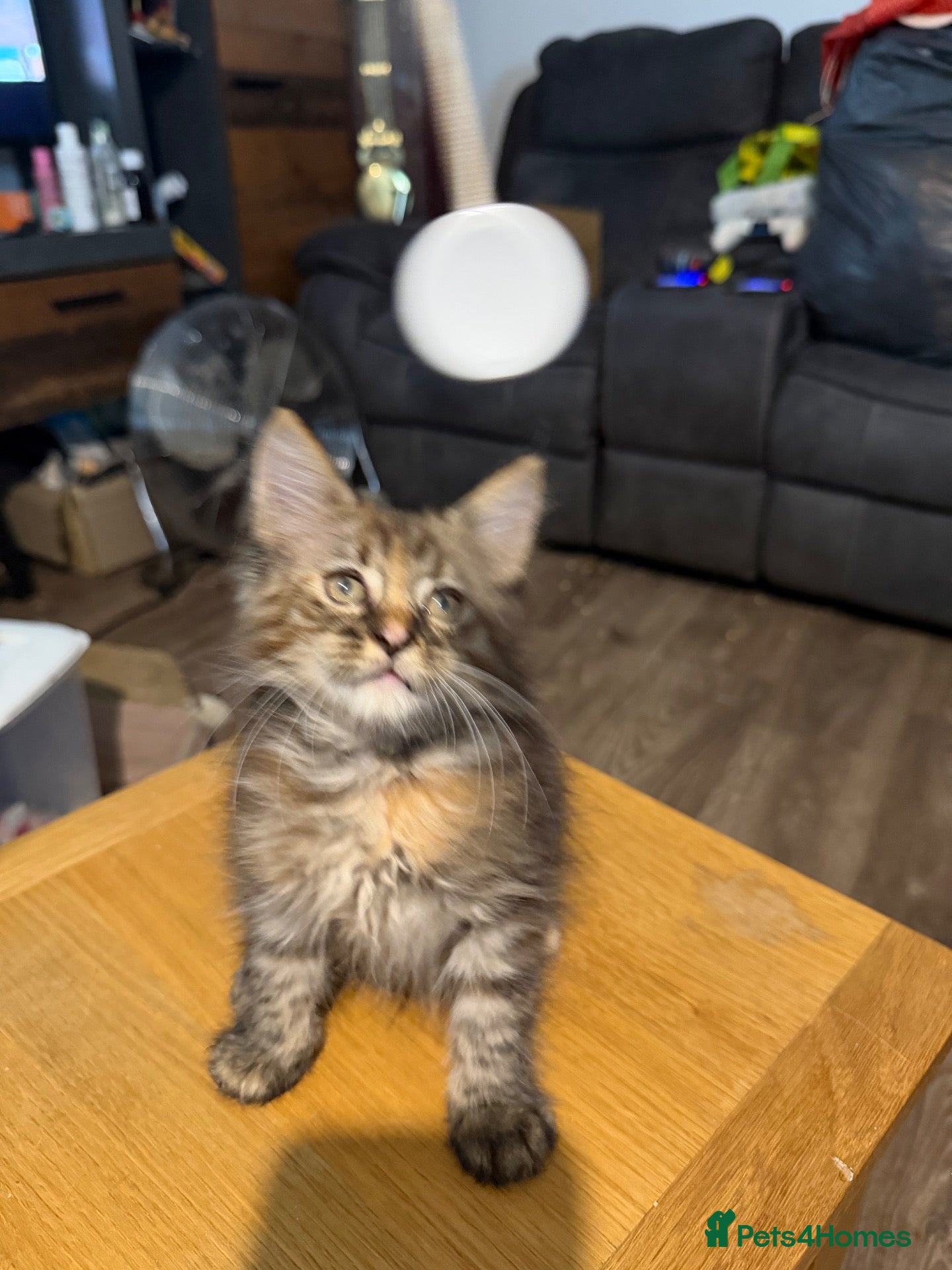 Maine Coon cats 1 Left! Adorable Maine Coon X Kittens for sale! - Advert 1