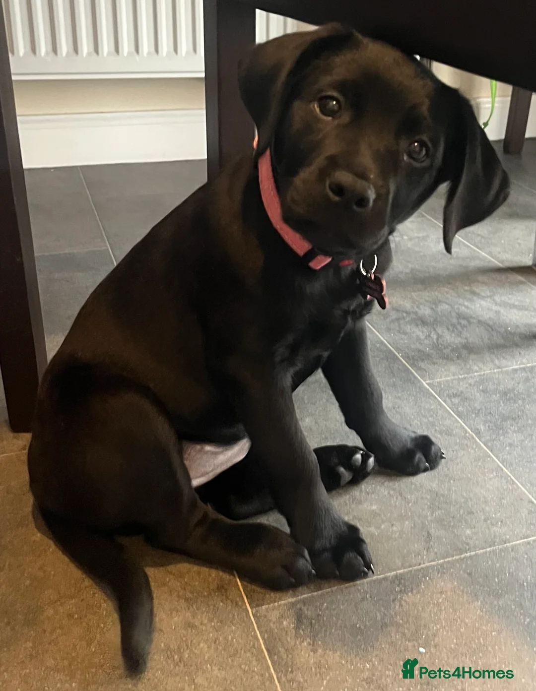 Labrador Retriever dogs for sale: Beautiful lab female  - Advert 3