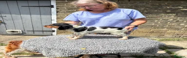 Brittany Spaniel 4