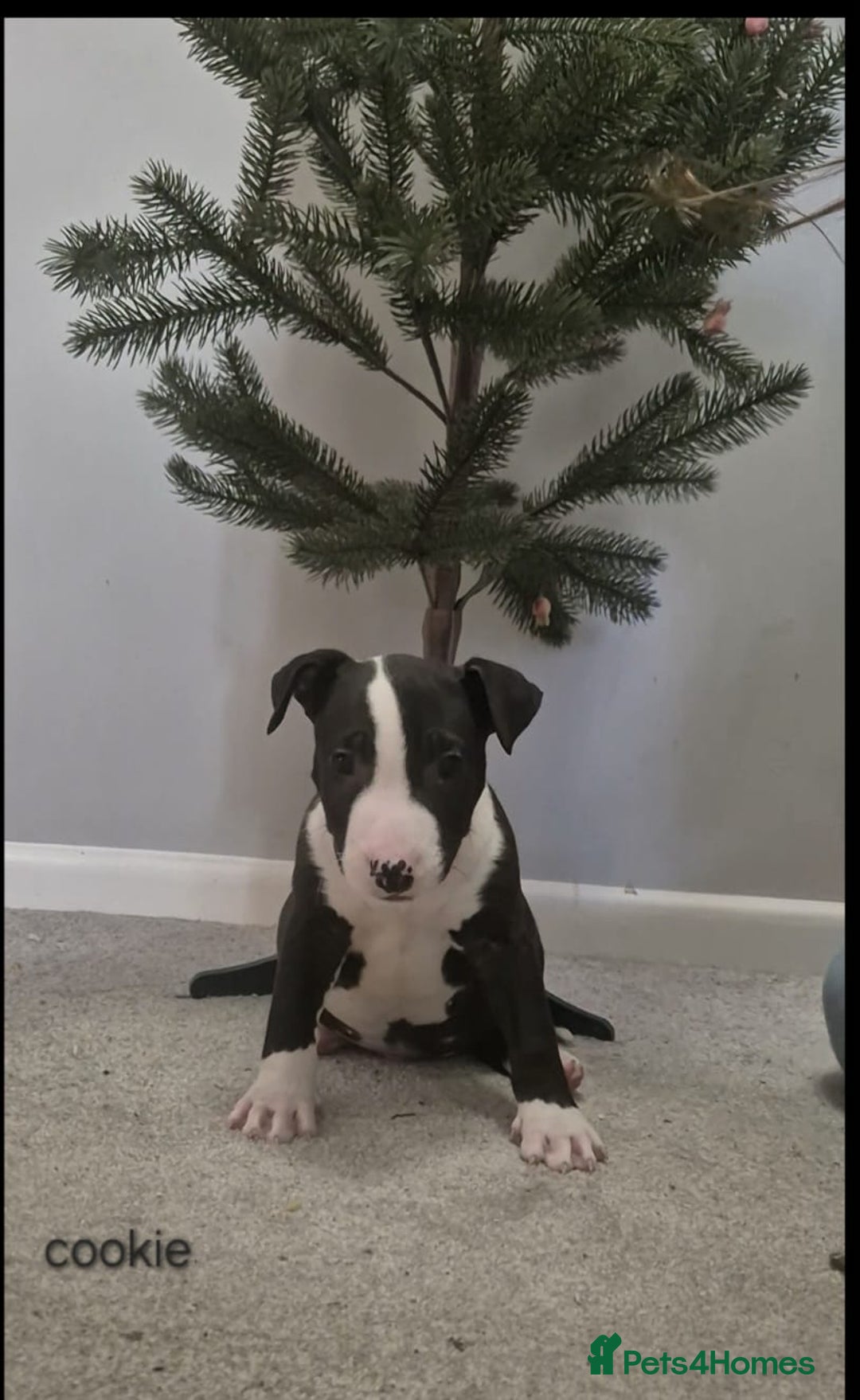 Mixed Breed dogs for sale: Staffordshire Bullterrier cross bullterrier - Advert 5