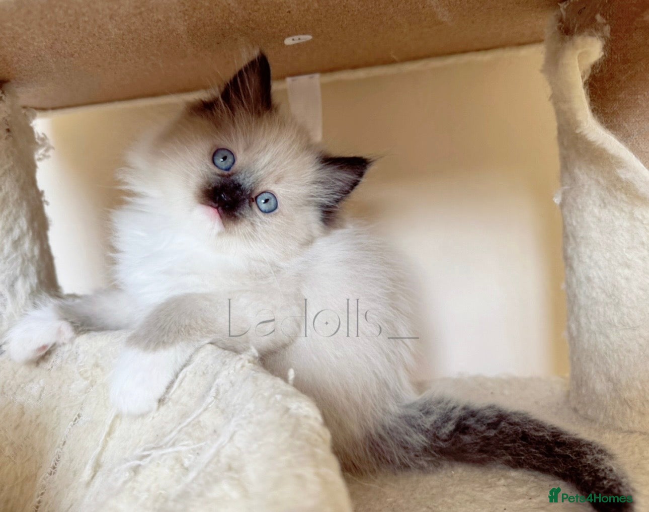 Ragdoll cats ✨Ragdoll Kittens Raised With Love xx  - Advert 5