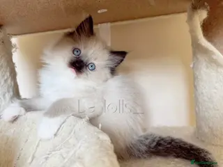 Ragdoll cats ✨Ragdoll Kittens Raised With Love xx - Advert 5
