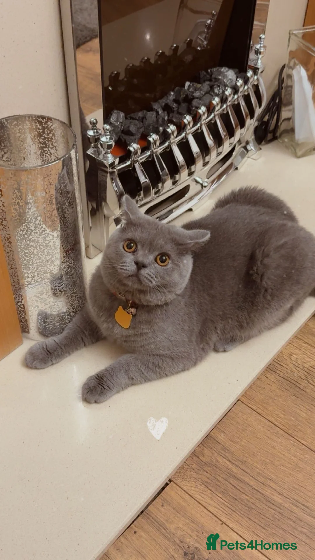 Brazilian Shorthair cats for sale: Milo Looking for a Loving Home  - Advert 2