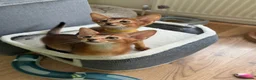 Abyssinian cats for sale: TICA 5* pedigree Abyssinian Kittens  - Advert 28
