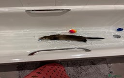 Ferret rodents for sale: Female ferret for sale - Advert 4