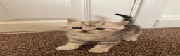 Scottish Fold cats for sale: Stunning Scottish Folds for sale in Sittingbourne - Advert 6