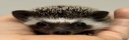 Pygmy Hedgehog rodents for sale: Girls Boys Ethically Bred African Pygmy Hedgehogs - Advert 3