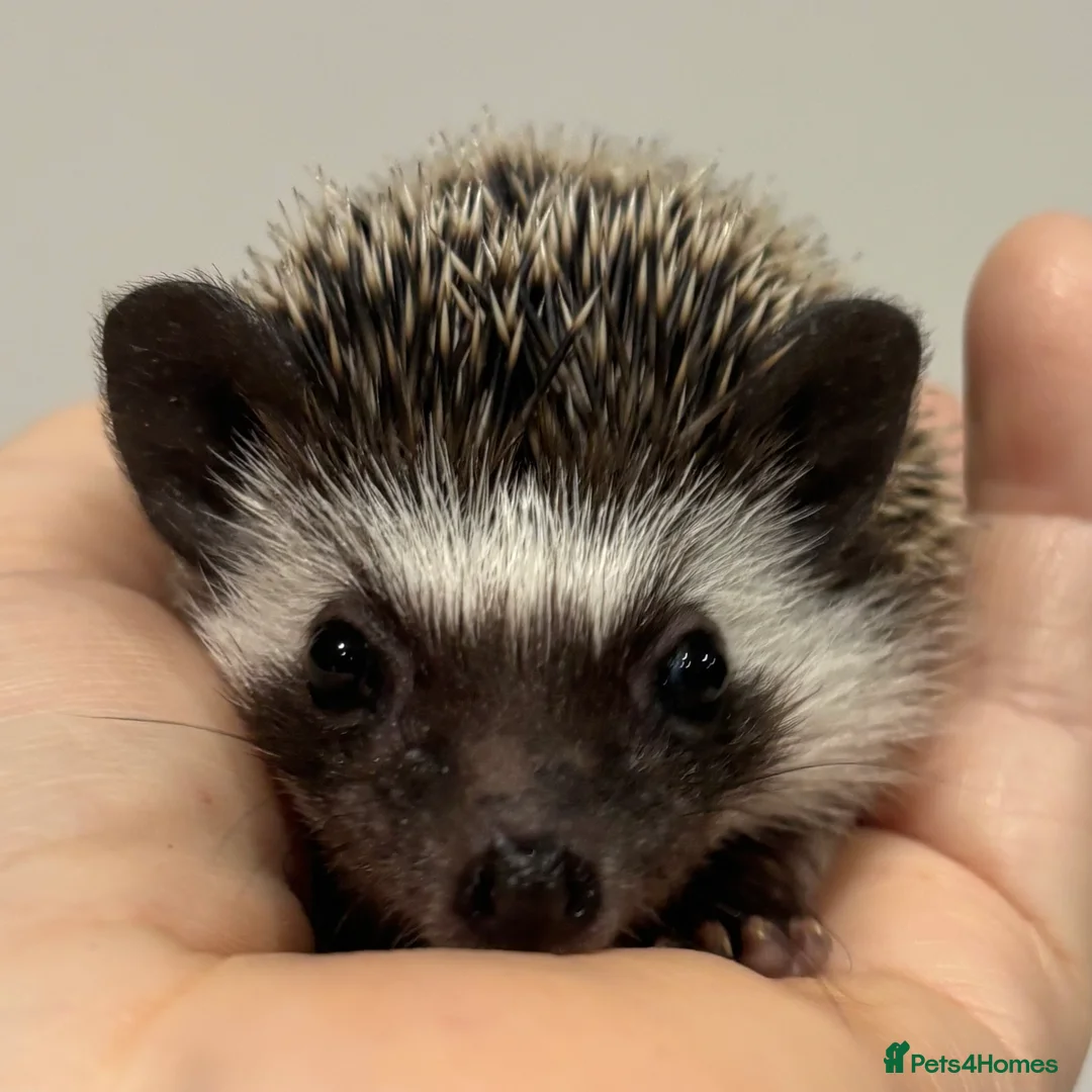 Pygmy Hedgehog rodents for sale: Girls Boys Ethically Bred African Pygmy Hedgehogs - Advert 3