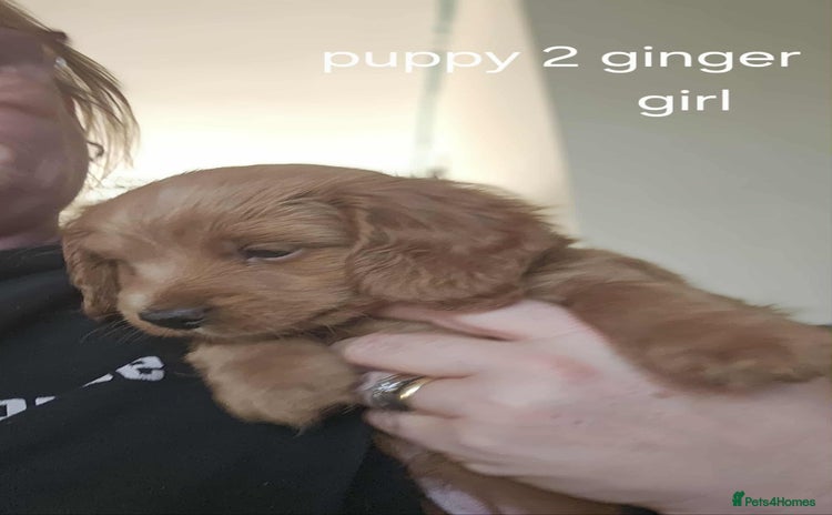 Mixed Breed dogs - Advert 4