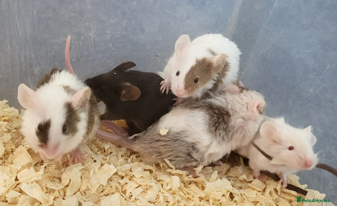 Mouse rodents for sale: Selection of Fancy mice - Advert 1