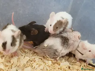 Mouse rodents for sale: Selection of Fancy mice - Advert 3